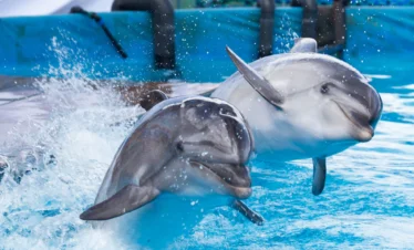 Dolphin Show Hurghada