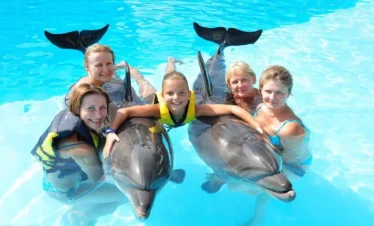 Dolphins Swimming Session